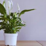 Panduan Desain Interior Rumah Berdasarkan Feng Shui Tahun Ular Kayu 2025