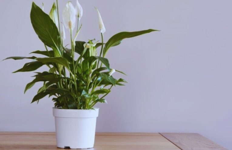 Panduan Desain Interior Rumah Berdasarkan Feng Shui Tahun Ular Kayu 2025